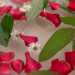 Si avvicina poi a una ciotola ricca di fiori, oli essenziali, foglie e ancora petali di rose...